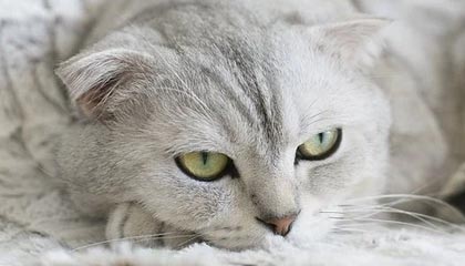 开云体育-李明全面爆发！攻防两端都做出巨大贡献！，李明筒历